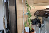 Pepper Perishes Prematurely