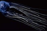 What’s the Hype About Box Jellyfish?