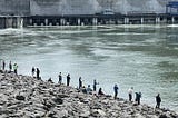 Columbia River shad watch begins this month