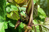 We spotted this amazing metallic green beetle in the garden.