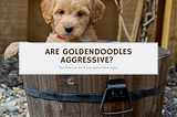 Are Goldendoodles Aggressive?