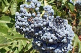 The Oregon Forest’s Amazing Medicines: Blue Elderberry