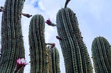 Saguaro flowers blooming on a cactus in the desert