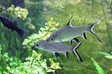 Top Latest Five Freshwater Sharks For Aquarium Urban news