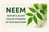 Neem: Nature’s Silent Healer Standing in Your Backyard