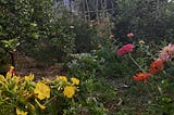 Permaculture garden in a hot dry climate: from dry barren scrub land to paradise food forest.