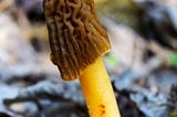 Early morels, aka wrinkled thimble-caps, are edible