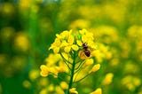 bee on yellow flower