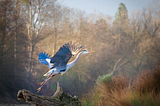 Great Blue Heron Rising
