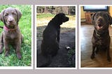 Unforgettable Memories: Five Years with Our Beloved Dog Cinna