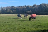 Horses grazing at pasture on a field