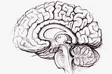 Black and white sketch of a sagittal view of the human brain