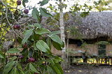 Three Federal Court Decisions That Affect Churches With Sacramental Ayahuasca: Soul Quest Church of…