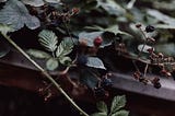 Rubus: Fairytales and a Shared Seattle Nemesis