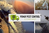 Pest Infestation In Poway California