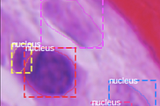 Nucleus detection using a CNN