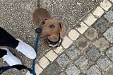 O que o meu cão me ensinou sobre UX writing