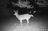 A giant buck in my yard.