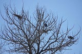 Two herons in a tree look at a faraway nest that is unattended.