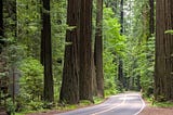 The Mystery Of Humboldt County’s Missing Women