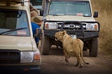 Why do lions not attack safari vehicles?