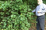 An elderly man in a light shirt and dark pants is on the far right of the picture is, inspecting the ground cover.
