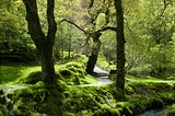 WANDERING IN A HAWTHORN DREAM
