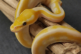 An artificial intelligence generated image depicting a snake with the coloration and pattern resembling a ripe banana, coiled around a wooden branch. The snake’s body is a bright yellow hue with subtle white stripes, mimicking the appearance of a banana’s skin. The image was generated using the ImageFX AI tool and does not represent a real photograph of a snake species.