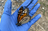 Losing My Brother and Finding Him in Butterflies