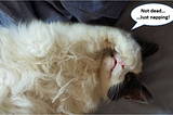 Floofy cat with paw over its eyes. Exasperated. Speech bubble — ‘Not dead … just napping’