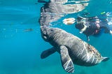 The Fascinating World of Manatee Mating: Watch Video of Herd in Action
