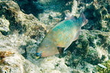 Judging a Coral Reef by Its…Parrotfish?