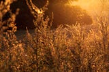 Golden, sunset light filtering through golden grass in a field