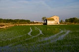 A flooded rice field full of young, green plants, with a stone farmhouse and distant city in the background. The architectural style of the building is, perhaps surprisingly, clearly European, rather than Asian.
