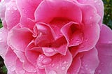 Pink Rose- A Haiku