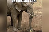 20 Elephant Memes for a Mammoth Laugh on World Elephant Day