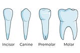 Get To Know the Four Types of Teeth in Your Mouth