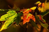 Maple leaves transitioning from green to red under warm sunlight.