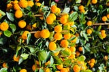 Miniature Orange Trees: A Symbol of Prosperity and Good Fortune