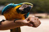 How do you train your birds to allow petting?