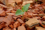 Sprouts of Hope in Trump’s Rubble