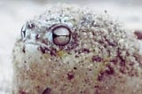 desert rain frogs pet care