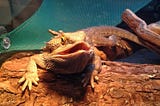 Can a Bearded Dragon Survive 4 Days Without Food