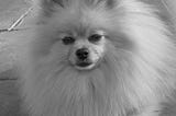 Pomeranian dog in black and white