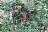 A young orangutan hanging on a horizontal rope by its left hand, it’s right about to grab on too. A green jungle behind them.