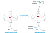 How does oxygen bind to hemoglobin?