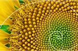The Secrets of the Fibonacci Sequence