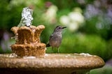 Bird Confronts Nosey Birdwatcher