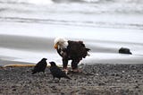 A Conversation Between an Eagle, Kittiwake, and a Crow Couple