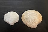 Seashell Forms